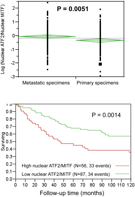 Analysis of nuclear ATF2 and MITF in melanoma specimens using quantitative immunofluorescence.