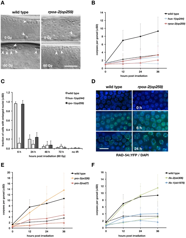 The <i>rpoa-2(op259)</i> mutation reduces irradiation-induced germ cell apoptosis but not cell cycle arrest response or DNA damage repair.