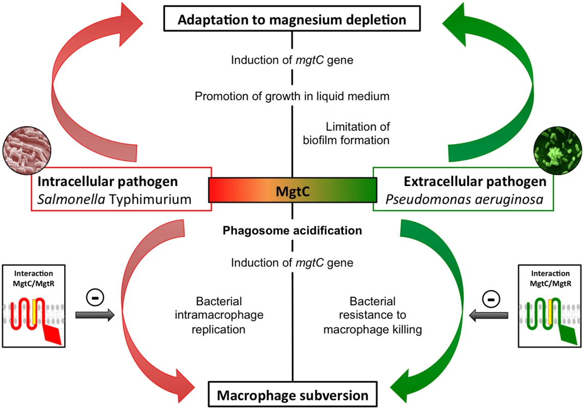 Role of MgtC in intracellular and extracellular pathogens.