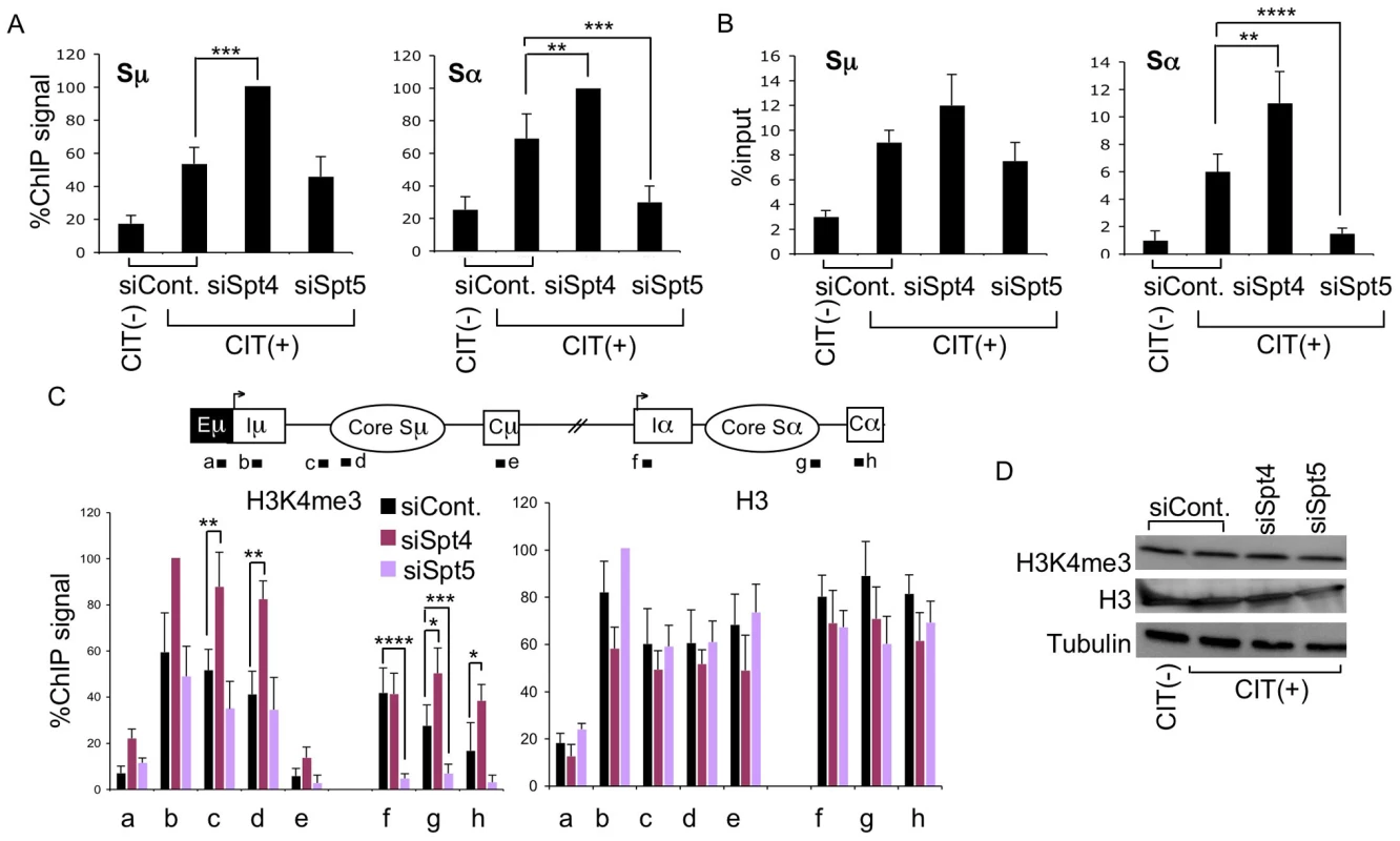 Spt4 and Spt5 differentially control S region DNA cleavage and H3K4me3 status.