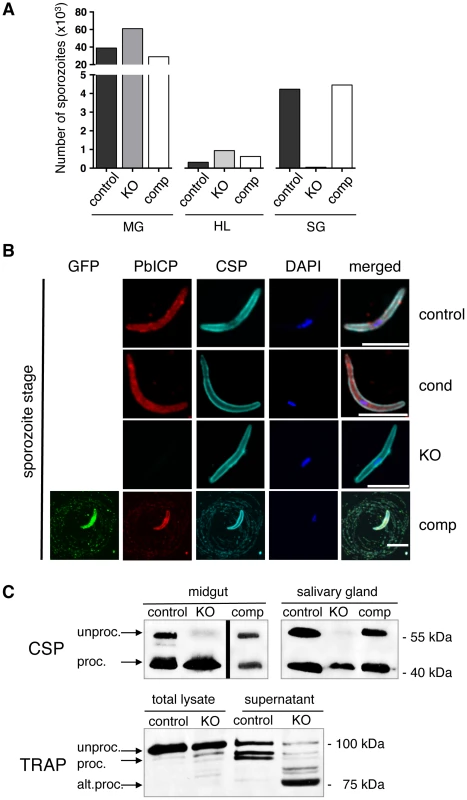 PbICP is essential for mosquito stage development and regulates CSP and TRAP processing by midgut and salivary gland sporozoites.