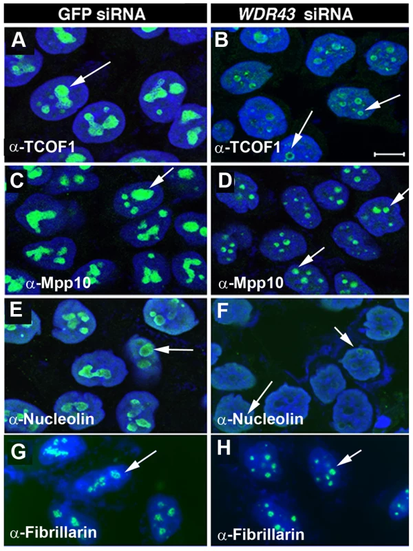 Subcellular localization of nucleolar proteins in WDR43 depleted HeLa cells.