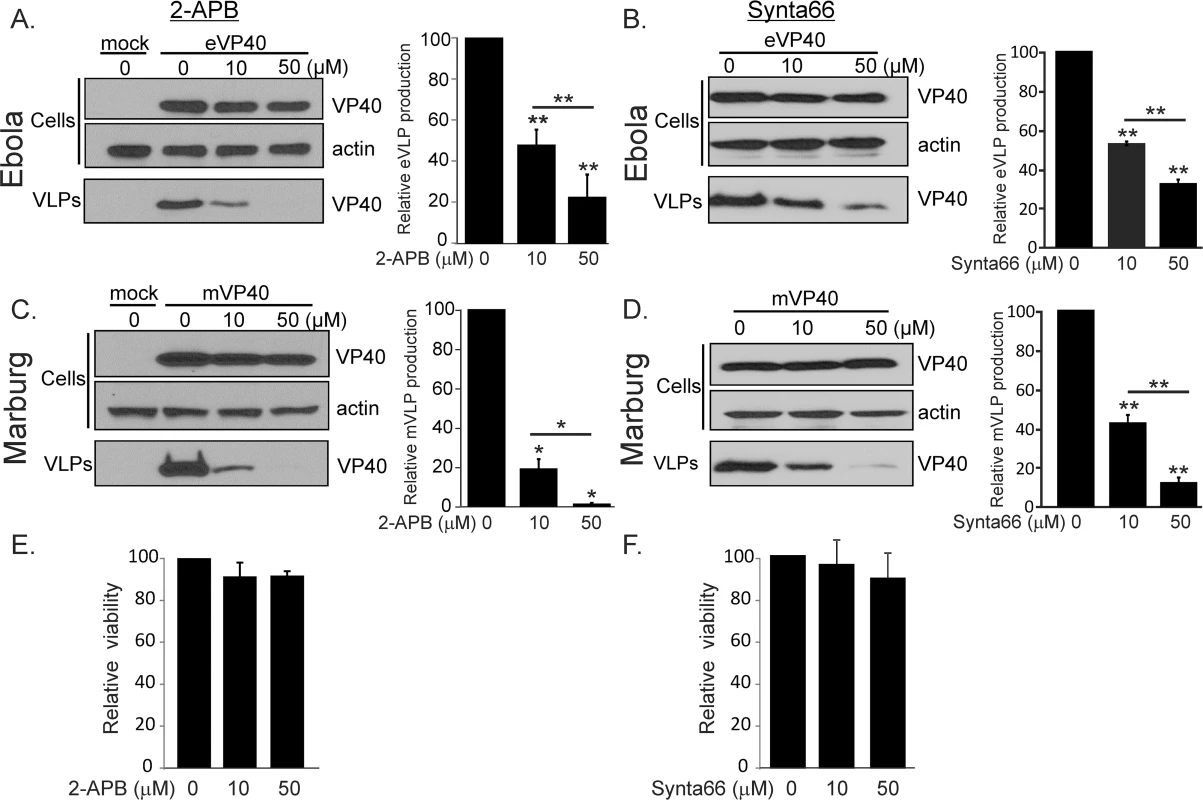 Pharmacological effect of Synta66 and 2-APB on egress of filovirus VLPs.