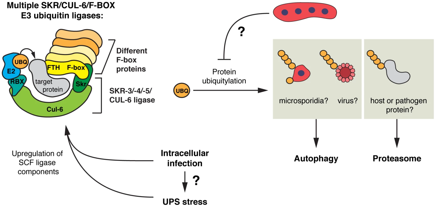 Model for SCF E3 ligases and ubiquitin-mediated responses to intracellular infection in <i>C. elegans</i>.