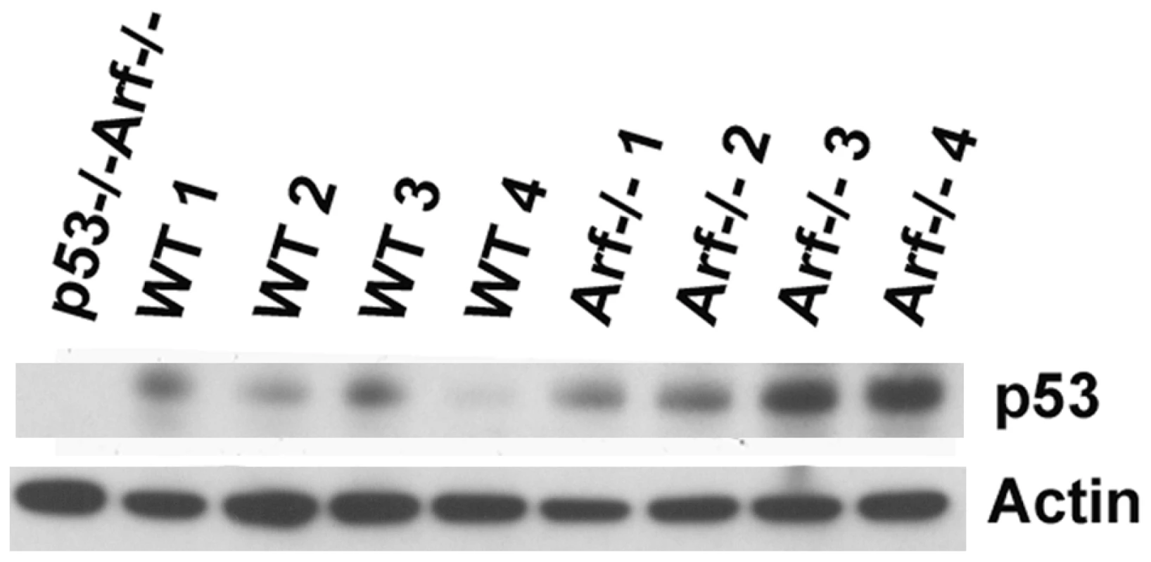 Levels of p53 detected in wild-type and <i>Arf</i>-null testis.