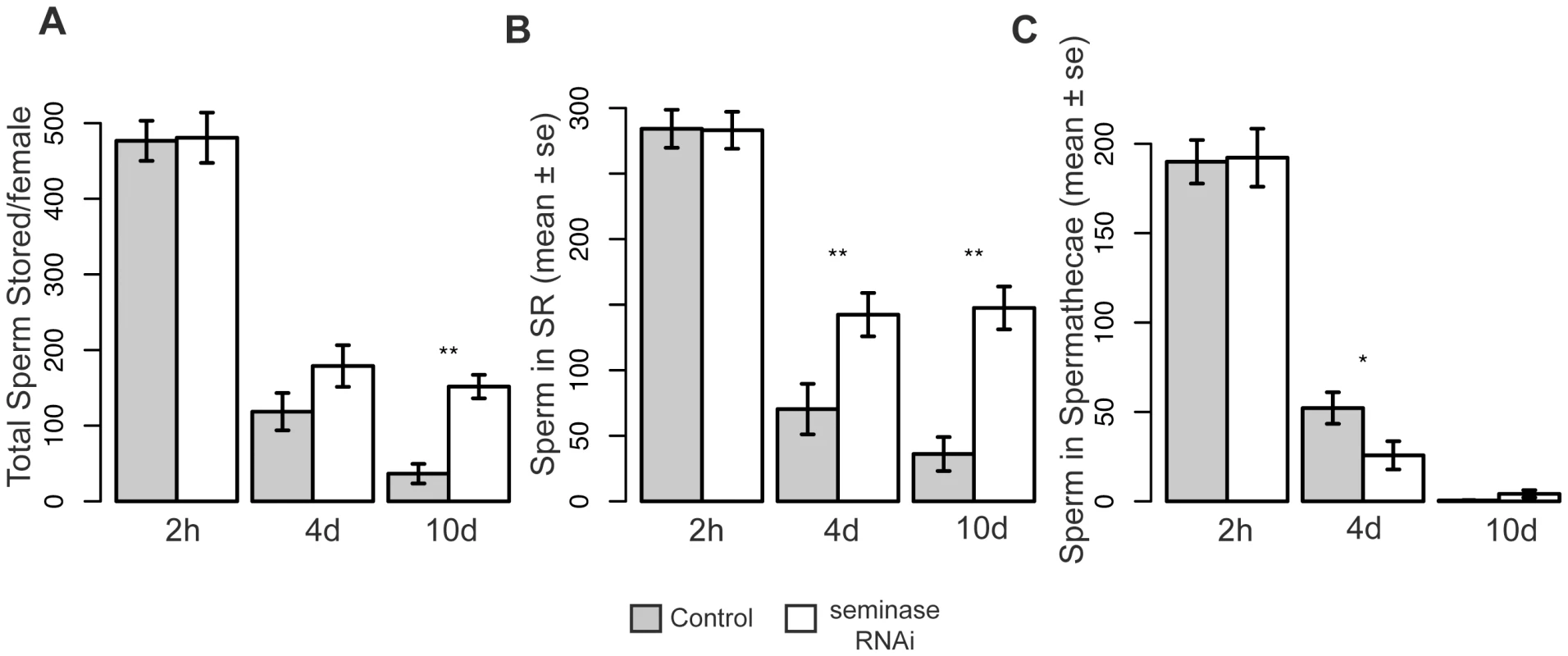 Females mated to seminase knockdown males retain more sperm 4 and 10 days after mating.