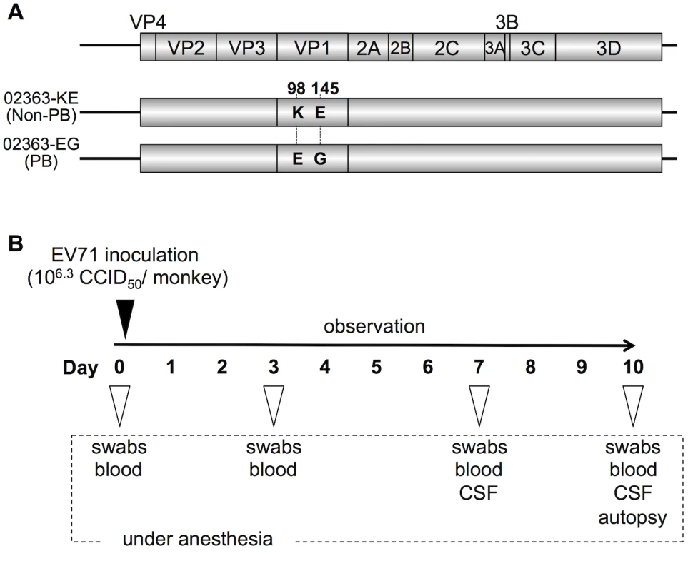 Experimental infection of cynomolgus monkeys with EV71 strains.