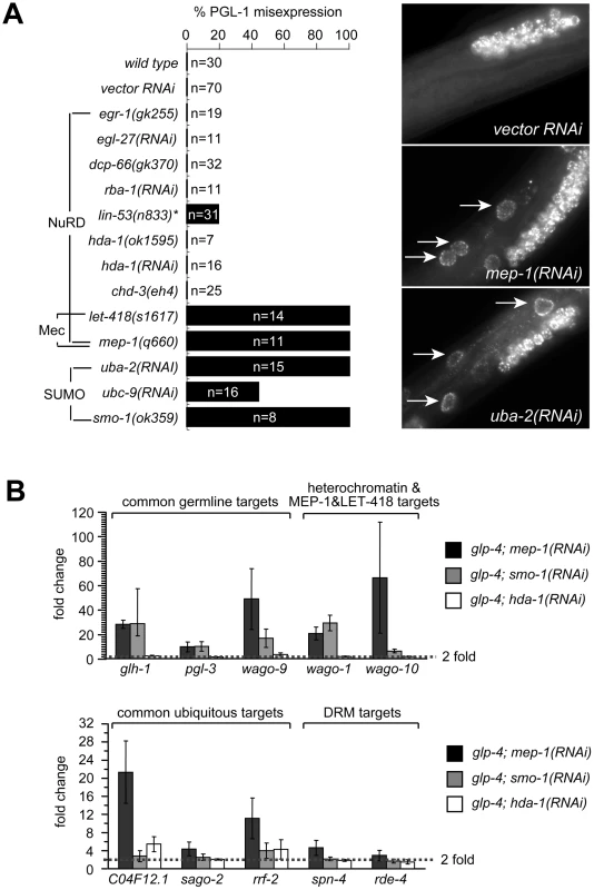 MEP-1 and LET-418 function as the Mec complex to prevent somatic germline gene expression by mediating the repressive effect of sumoylation.