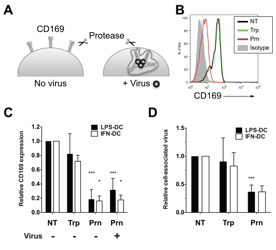 Virus particles localized within CD169<sup>+</sup> VCCs in mature DCs are susceptible to pronase.