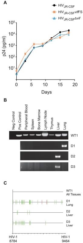 Human APOBEC3 rapidly restricts <i>vif</i>-deleted HIV-1<sub>JR-CSF</sub> <i>in vivo</i>.