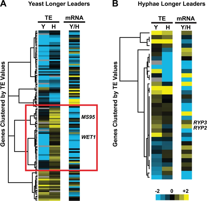 Many yeast-phase longer leader transcripts exhibit transcriptional and translational regulation.