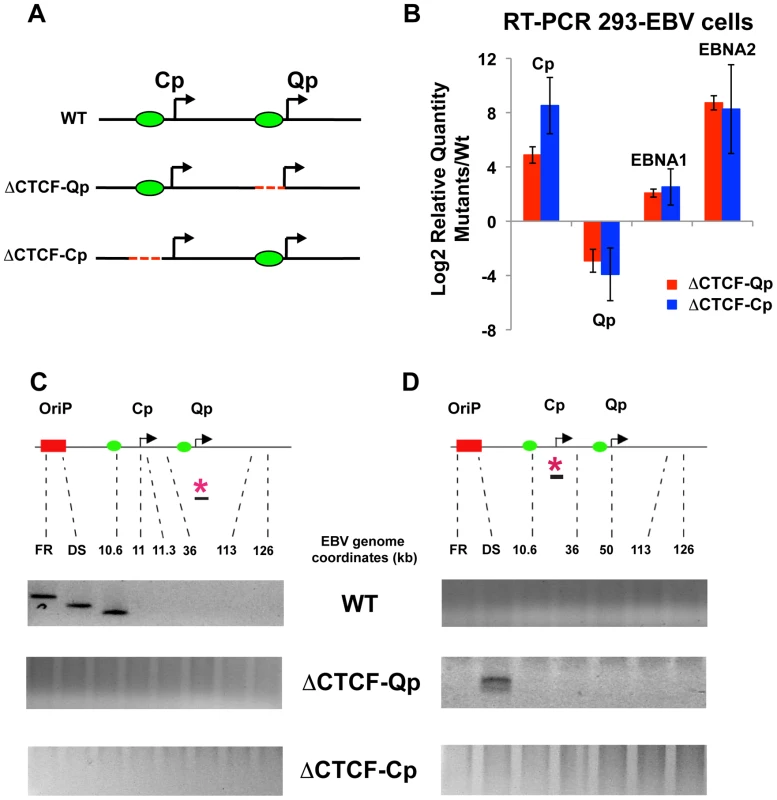 Mutation in the CTCF binding site at Qp and at Cp alters chromatin conformation and promoter activation.