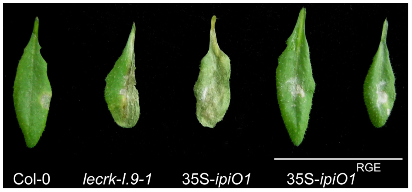 The RGD motif in IPI-O is a determinant of the phenotypic changes.