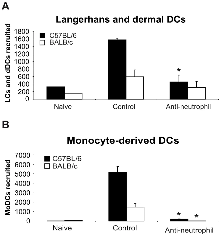 Neutrophils are essential for DC recruitment to the ear dermis following <i>L. major</i> promastigote inoculation.