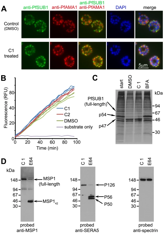 C1 and C2 do not affect expression, trafficking or maturation of PfSUB1.