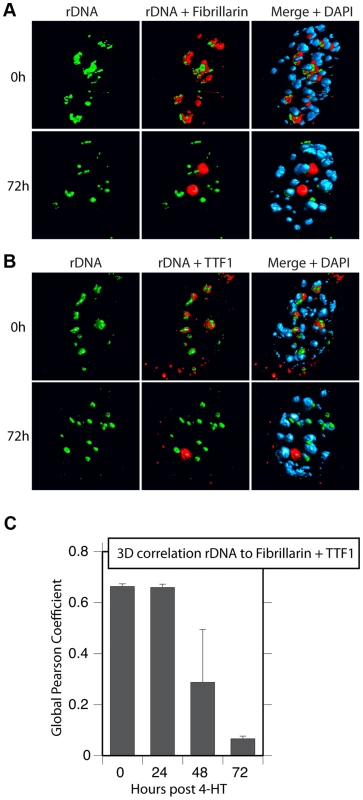 Nucleolar bodies are spatially distinct from the rDNA and NORs.