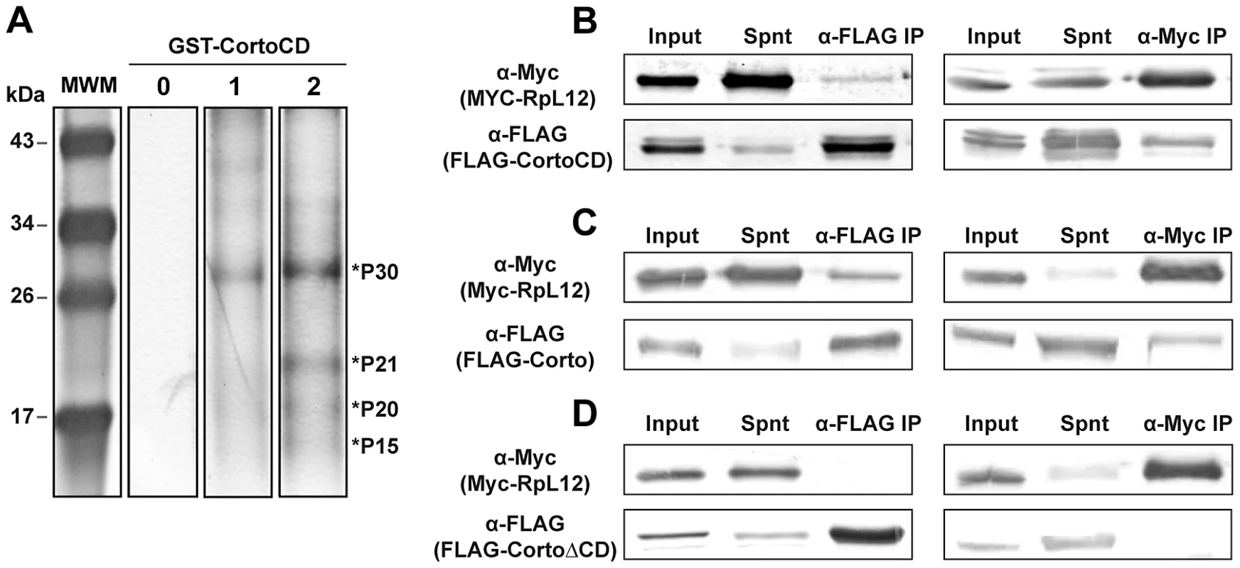 Corto interacts with nuclear ribosomal proteins and co-immunoprecipitates with RPL12 <i>via</i> its chromodomain.