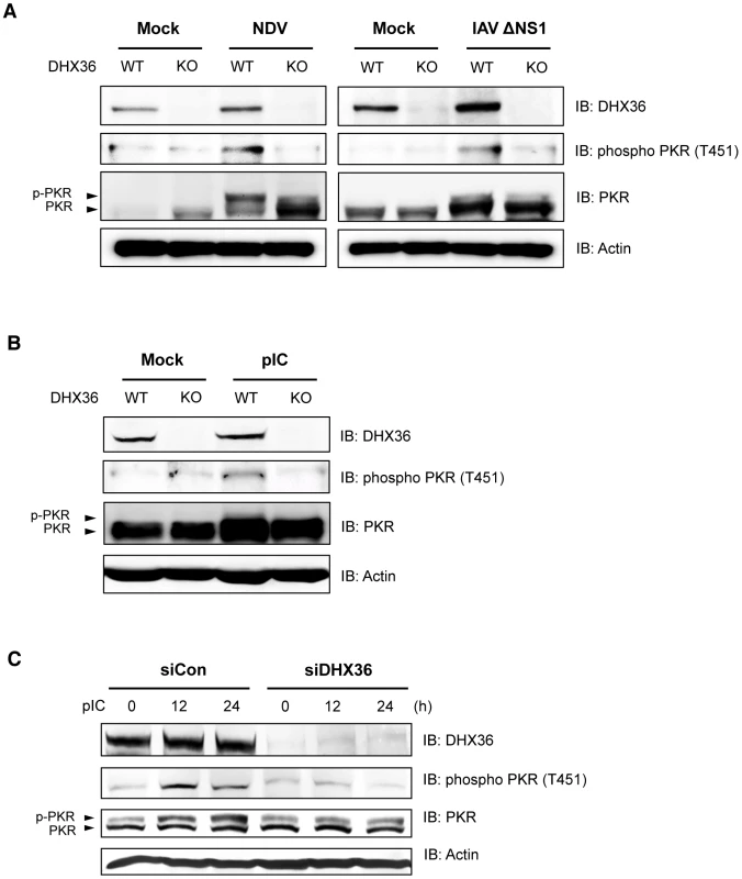 DHX36 is required for virus-induced PKR phosphorylation.