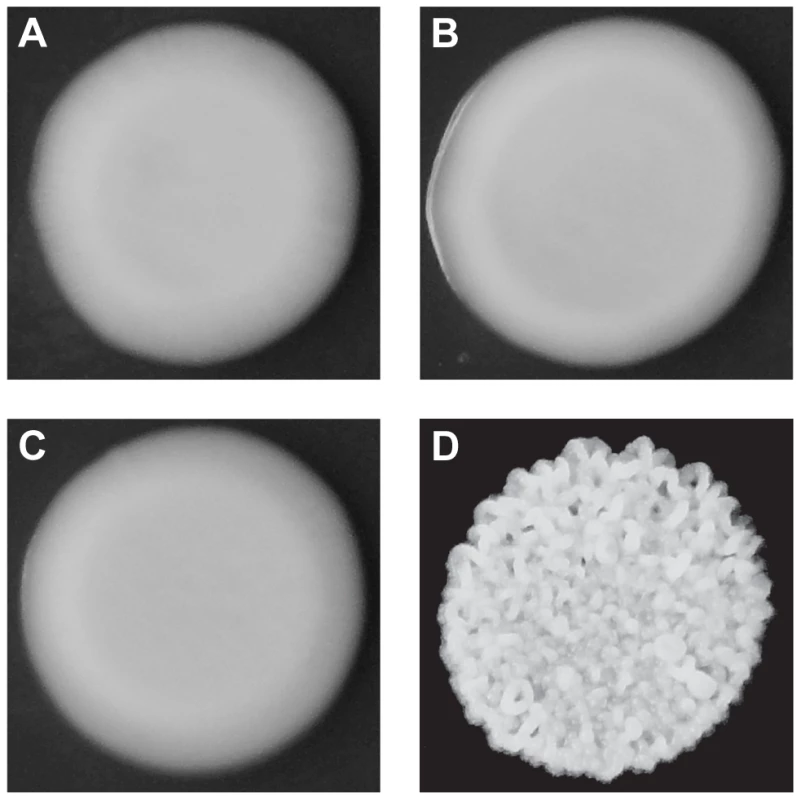 Colony morphologies of parents and cross progeny on rich medium containing ethanol.