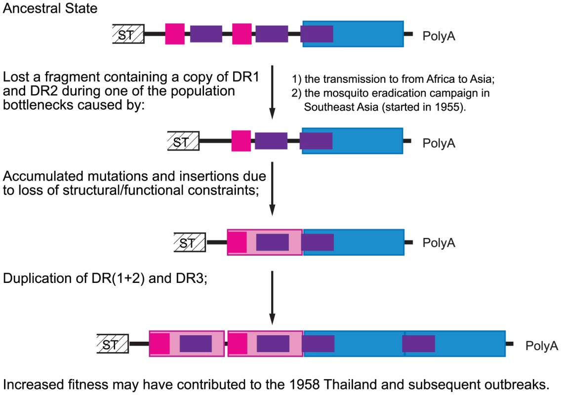 Hypothetical evolutionary pathway of CHIKV Asian lineage 3′UTR.