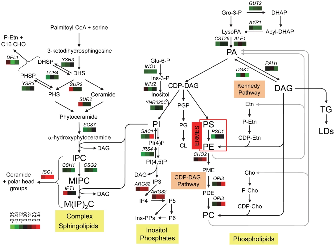 Genetic interactions of <i>SCS3</i> and <i>YFT2</i> map to sphingolipid, phospholipid, and inositol phosphate synthesis pathways.