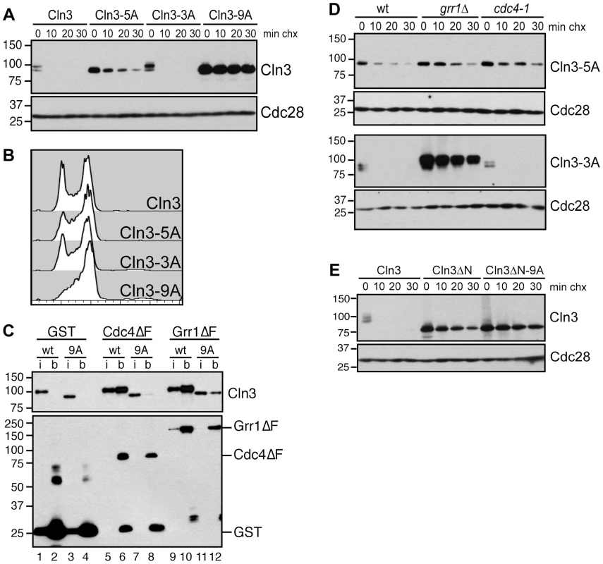 Cdk-phosphorylation of the Cln3 C-terminus is required for its degradation.