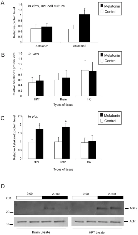 Melatonin induces higher AST2 protein levels <i>in vitro</i> and <i>in vivo</i>.