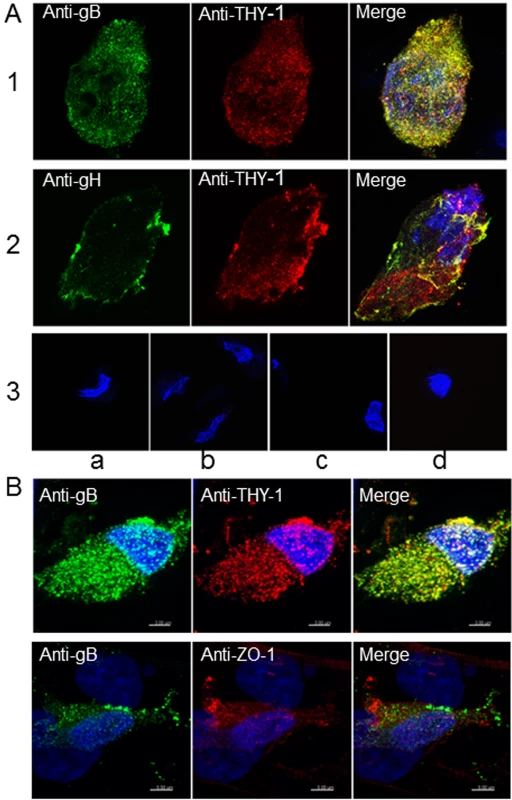 Colocalization of THY-1 with HCMV gB and gH from virus-infected cells by confocal microscopy.