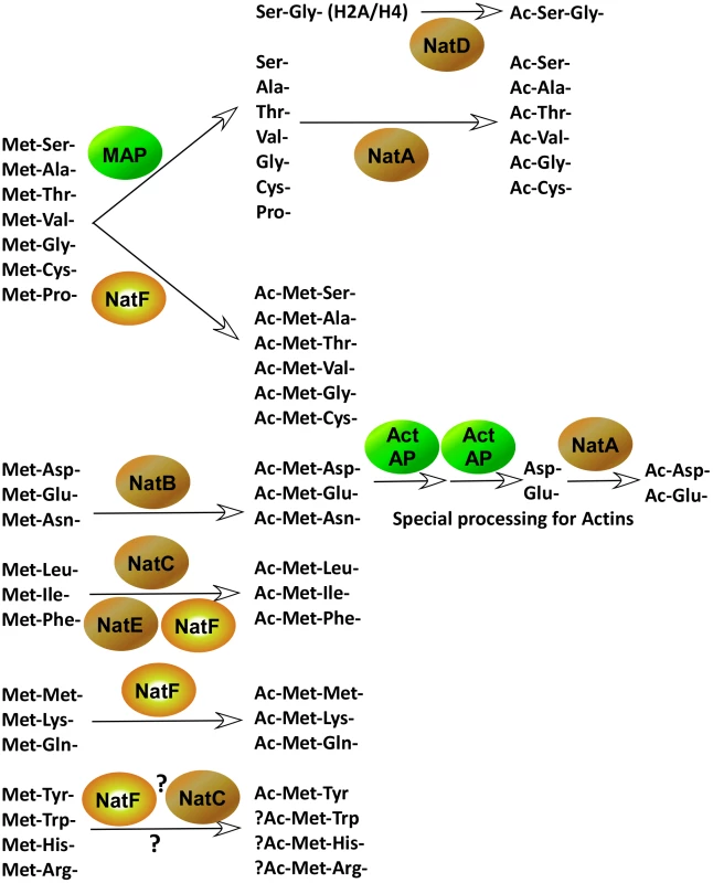 The major pathways of protein N-terminal processing in higher eukaryotes.