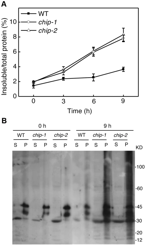 Increased accumulation of insoluble ubiquitinated proteins in the <i>chip</i> mutants under heat stress.