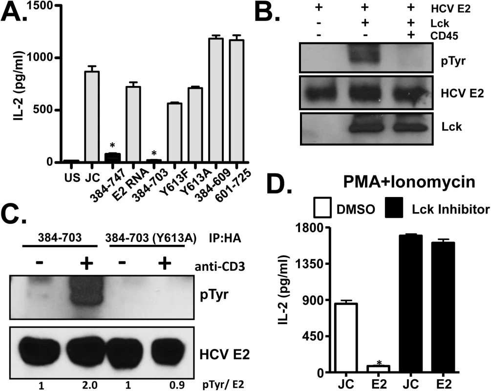 HCV E2 protein inhibits distal T cell receptor (TCR) signaling.