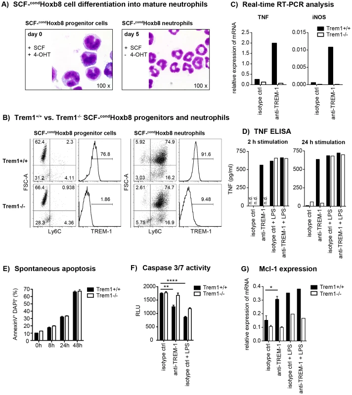 TREM-1 mediates TNF secretion and resistance to apoptosis in SCF-<sup>cond</sup>Hoxb8 progenitor-derived neutrophils.