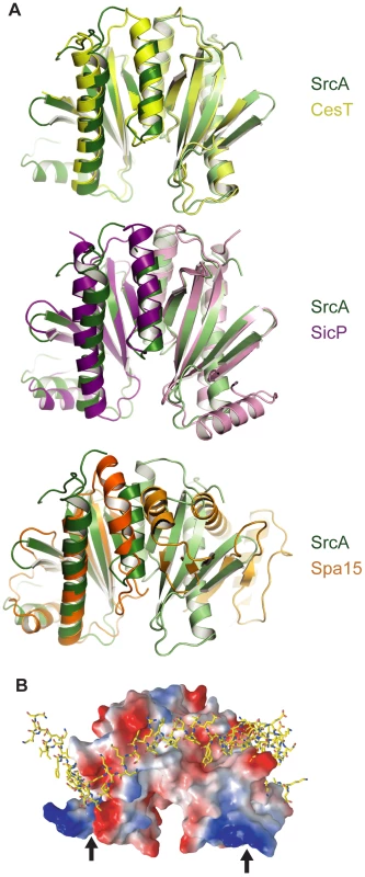 Structural comparison of SrcA, CesT and SicP.