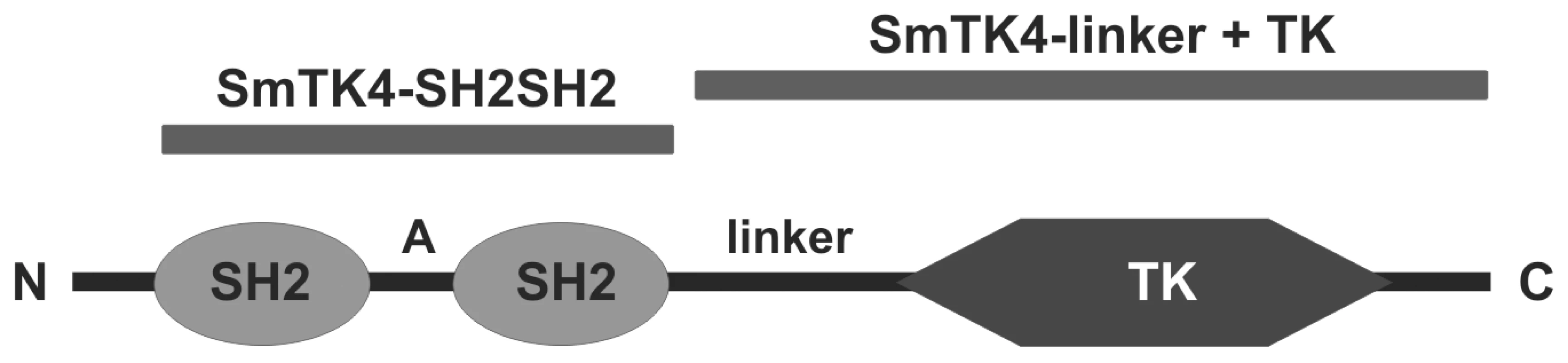 Domain structure of SmTK4.
