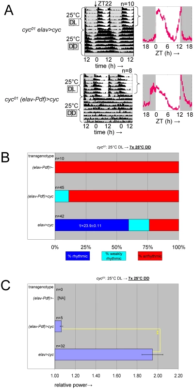 Selective inhibition of <i>cyc<sup>01</sup></i> rescue in the PDF-expressing clock neurons results in behavioral circadian phenotypes.