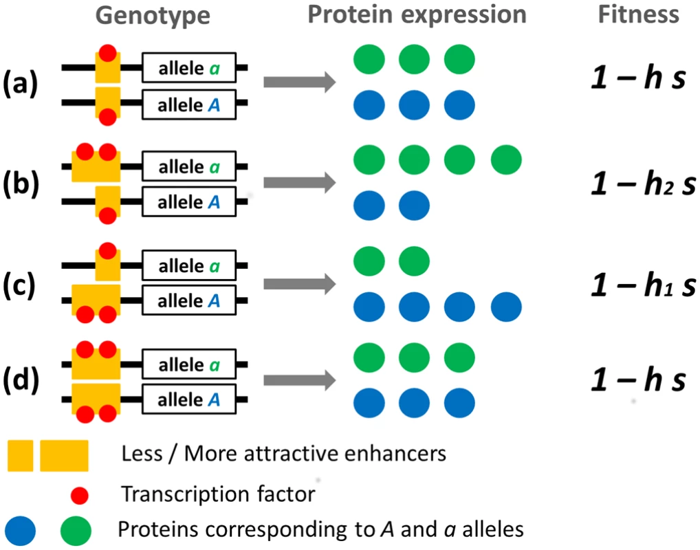Schematic representation of protein expression and fitness of gene heterozygotes.