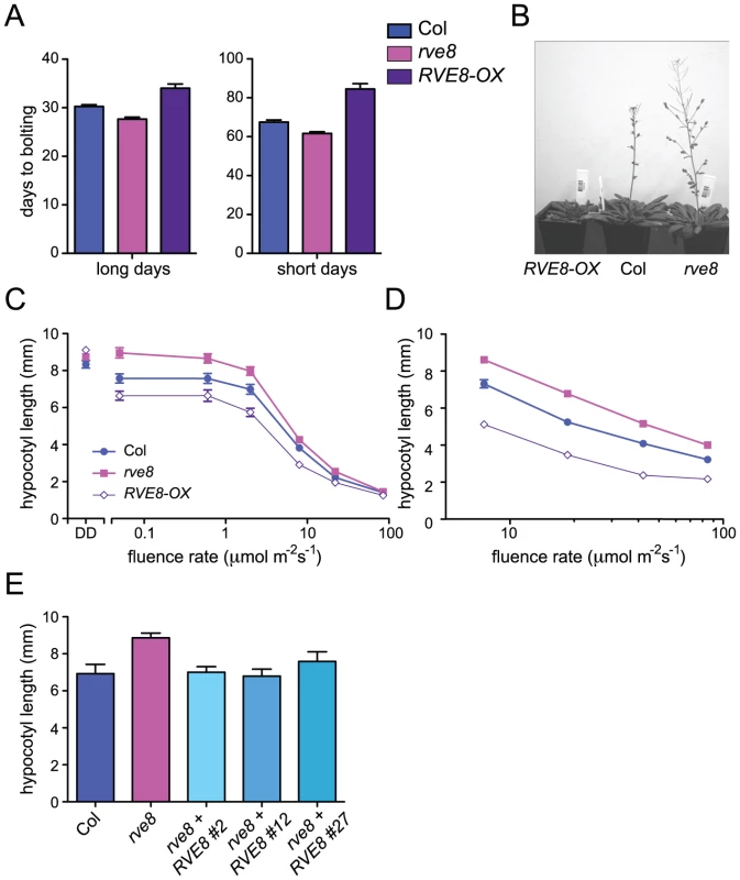RVE8 affects seedling growth and flowering time.