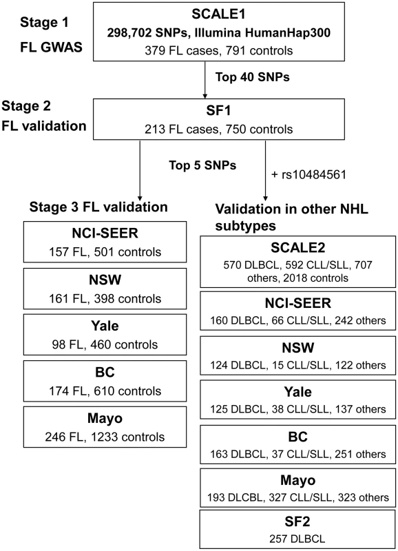 Schematic representation of the three-stage study design.