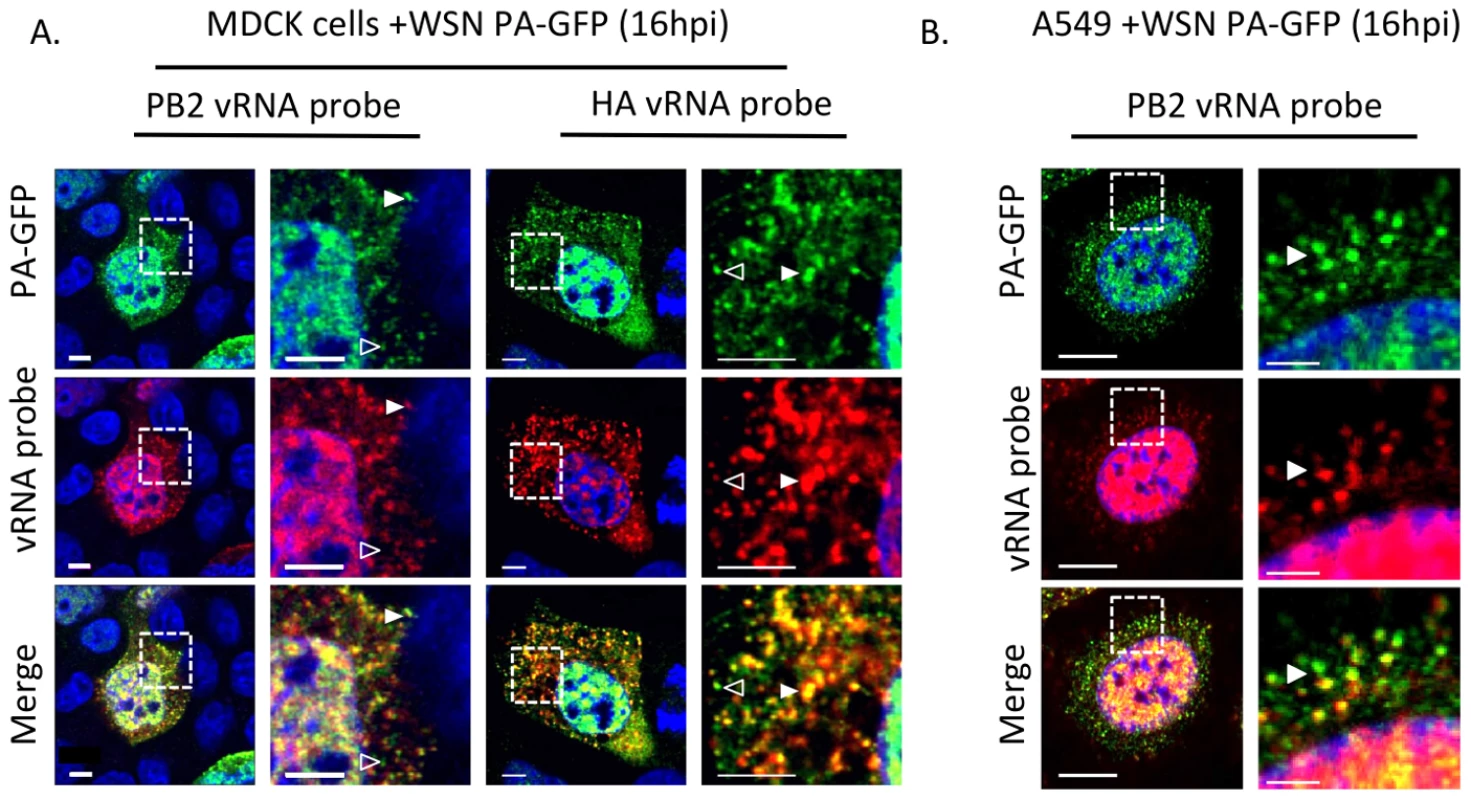 Colocalization of WSN PA-GFP and influenza vRNA segments.