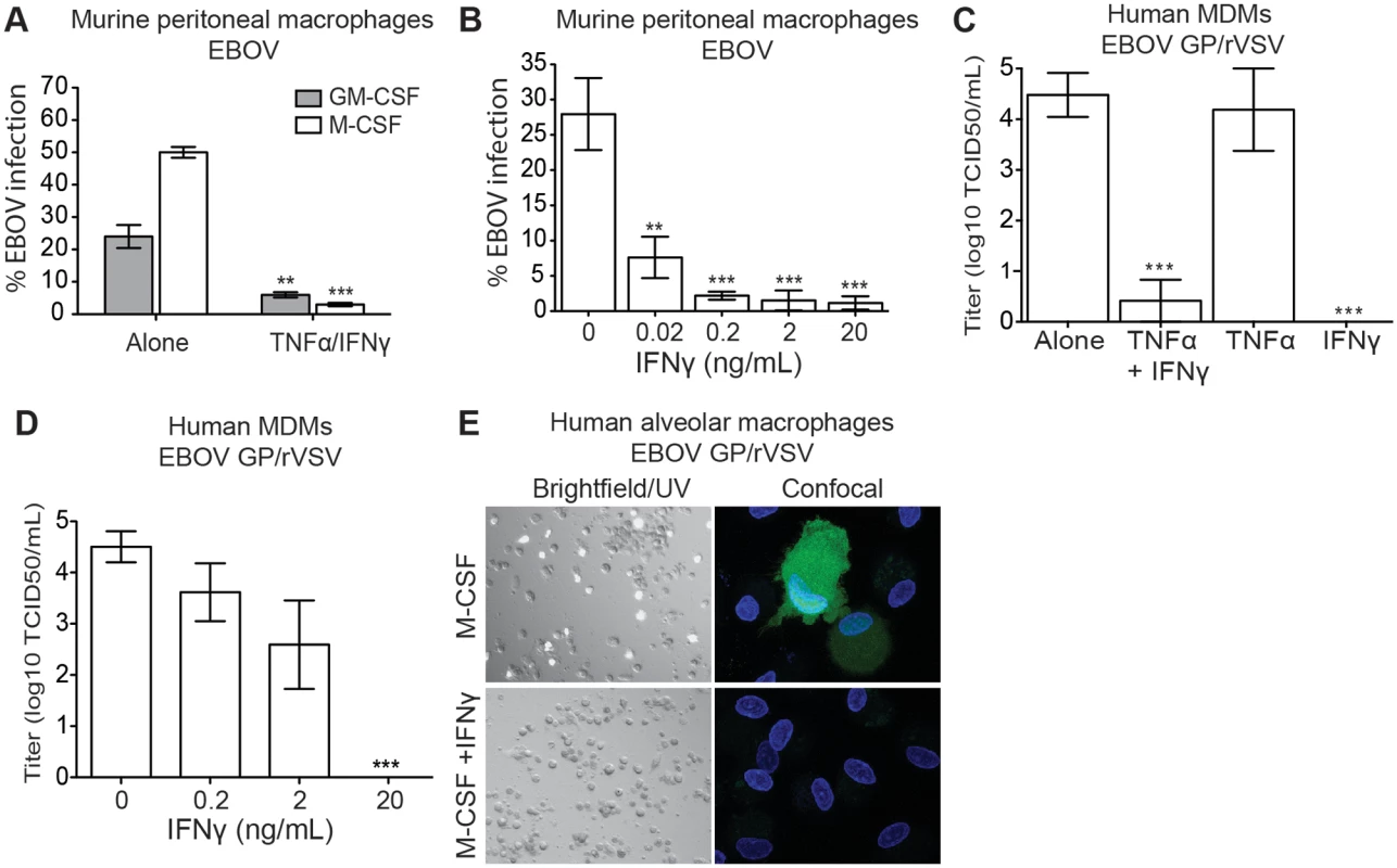 IFNγ-treated macrophages are resistant to EBOV infection.