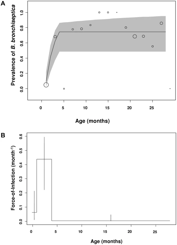 Estimated and observed prevalence of <i>B. bronchiseptica</i> and the force-of-infection estimated in the commercial rabbitry.