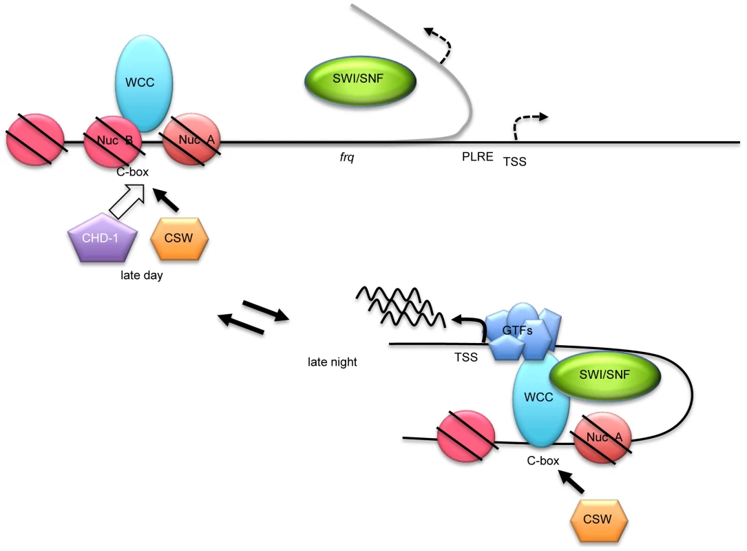 A working model for WC-1-dependent recruitment of SWI/SNF to initiate <i>frq</i> transcription.