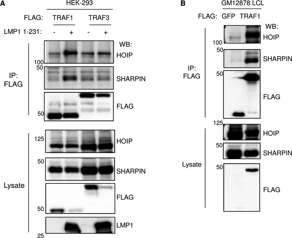 TRAF1 and LUBAC associate in LMP1-stimulated cells.