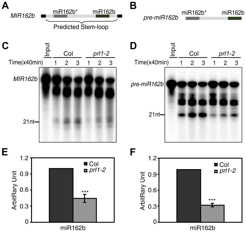 PRL1 is required for miRNA maturation <i>in vitro</i>.