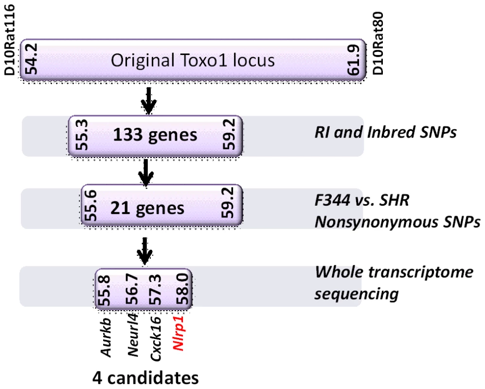 Summary flow diagram for mapping of rat macrophage sensitivity to four candidate genes.
