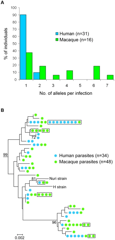 Analyses of <i>P. knowlesi csp</i> gene sequences from infections of macaques and humans.