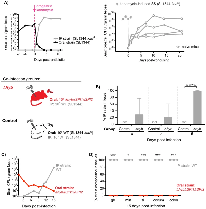 Inhibitory priority effects arise early during infection and are facilitated by <i>Salmonella</i> hydrogenase.