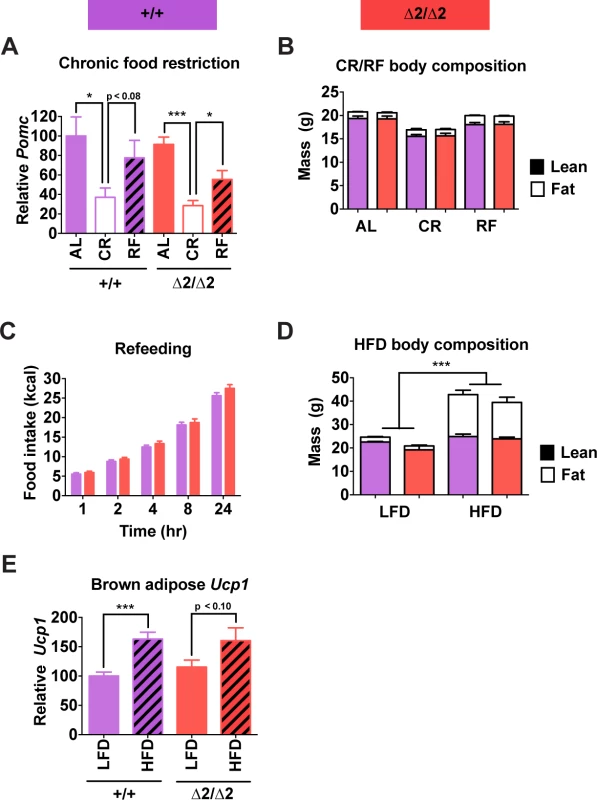 Physiological responses of male nPE2 mutant mice to altered nutrition.