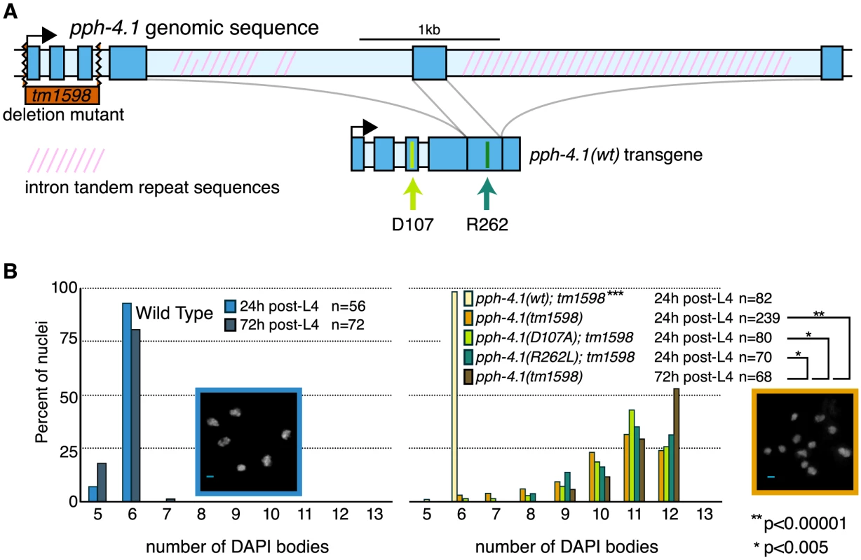Mutations in the <i>pph-4.1</i> gene lead to loss of chiasmata.
