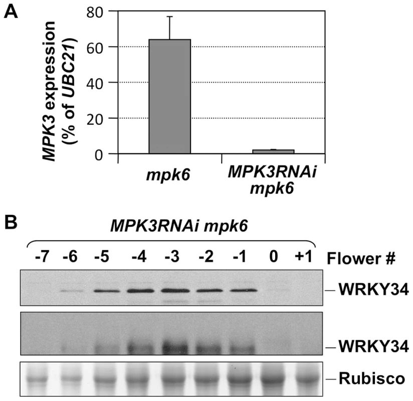 <i>In vivo</i> phosphorylation of WRKY34 is dependent on MPK3 and MPK6.